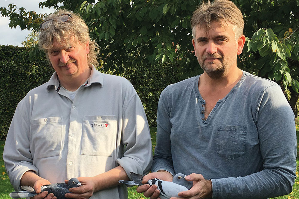 Boonen-Pigeons